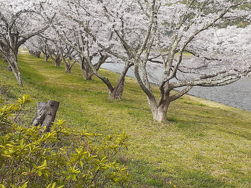 三刀屋川河川敷 桜並木道