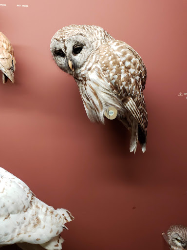 Natural History Museum «Yale Peabody Museum of Natural History», reviews and photos, 170 Whitney Ave, New Haven, CT 06511, USA