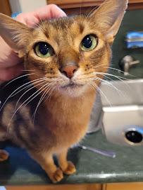 Fuzzy Paws Superior Pet Care LLC - Photo 3 - Car repair in , Thornton