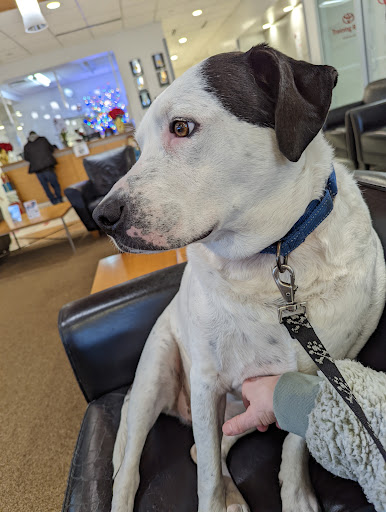 Toyota Dealer «Toyota of Watertown», reviews and photos, 149 Arsenal St, Watertown, MA 02472, USA