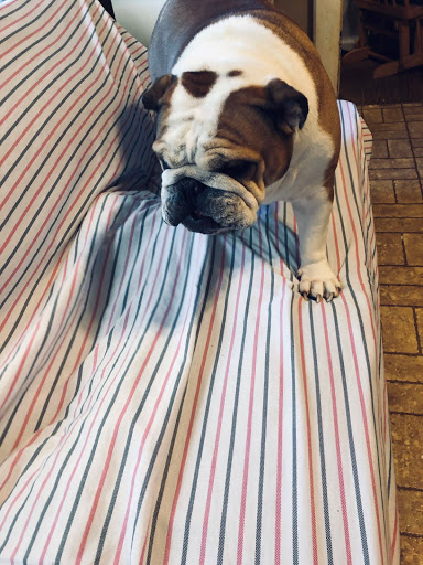 Pet Supply Store «PetSmart», reviews and photos, 3500 S Glenstone Ave, Springfield, MO 65804, USA