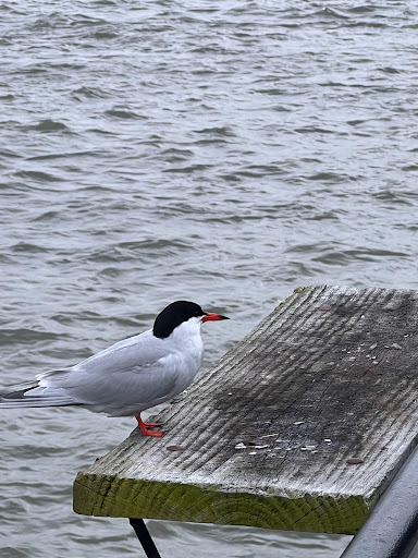 Park «Sinatra Park», reviews and photos, Sinatra Dr, Hoboken, NJ 07030, USA