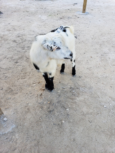 Granjas de animales en Miami