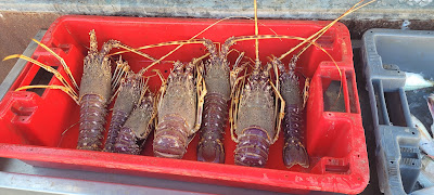 Vente de poisson port vendres à Port-Vendres