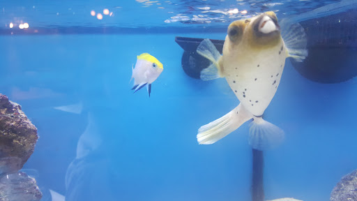 Pet Store «Pets Plus Inc», reviews and photos, 2610 Jefferson Davis Hwy, Stafford, VA 22554, USA