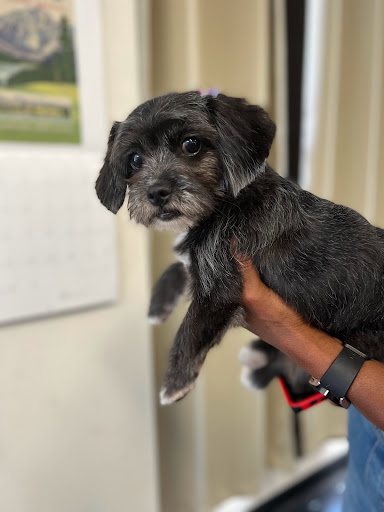 Pet Groomer «Soggy Dog Grooming And Pet Supplies», reviews and photos, 344 E 4th St, Long Beach, CA 90802, USA