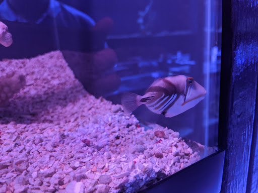 Aquarium «Old Orchard Aquarium», reviews and photos, 9235 Skokie Blvd, Skokie, IL 60077, USA