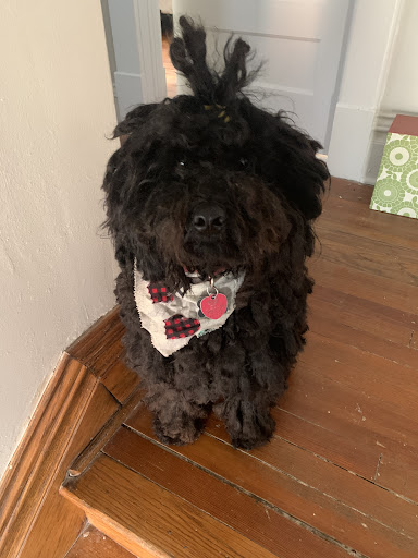 Pet Groomer «Doggie Style Bowtique», reviews and photos, 1713 Westport Rd, Kansas City, MO 64111, USA