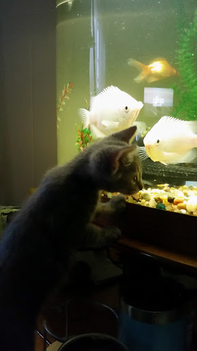 Pet Supply Store «PetSmart», reviews and photos, 1275 N Military Hwy, Norfolk, VA 23502, USA