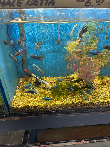 Gift Shop «Asia Gifts & Aquarium», reviews and photos, 763 S 38th St, Tacoma, WA 98418, USA