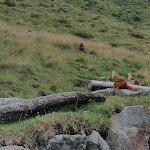 Photo n°4 de l'avis de VINCENZO.A fait le 14/08/2018 à 15:51 sur le  Wasserfalleralm à Pratone