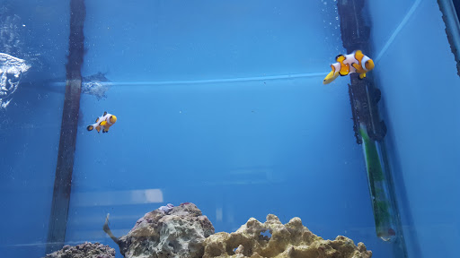 Pet Store «Fish Aquariums & Stuff», reviews and photos, 6112 W Fairview Ave, Boise, ID 83704, USA