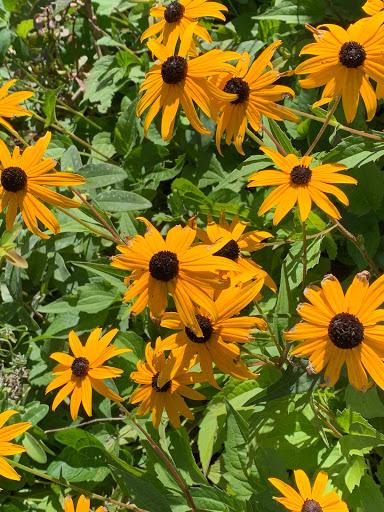 Florist «Adrian Durban Florist», reviews and photos, 3401 Clifton Ave, Cincinnati, OH 45220, USA