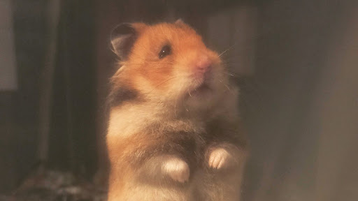 Hamster Bautzen unter Bautzen, 