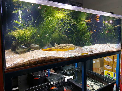 Tropical Fish Store «Aquarium Co-Op», reviews and photos, 9661 Firdale Ave, Edmonds, WA 98020, USA