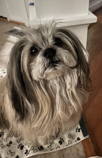 Kim's Urban Hounds- Dog Walking & Pet Sitting - Photo 5 - Car repair in Fairfax, VA, Arlington