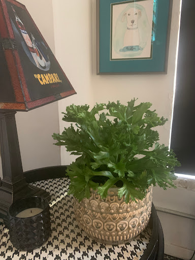 Gift Shop «Love Street», reviews and photos, 1295 Concord Rd SE, Smyrna, GA 30080, USA