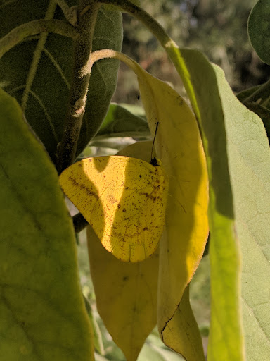 Nature Preserve «McAllen Nature Center», reviews and photos, 4101 U.S. 83 Business, McAllen, TX 78501, USA