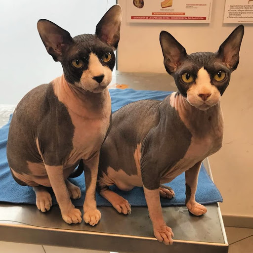 Amvet Clínica Veterinaria Alt Maresme en Malgrat de Mar
