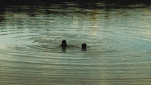 Park «Goodwill Park», reviews and photos, 416 Green St, Holliston, MA 02540, USA