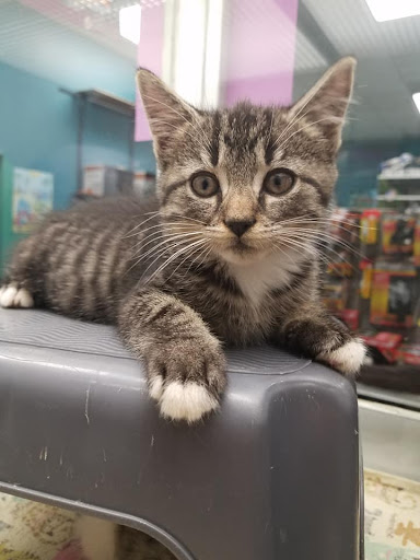 Pet Store «Friendly Pets», reviews and photos, 625 Friendly Center Rd, Greensboro, NC 27408, USA