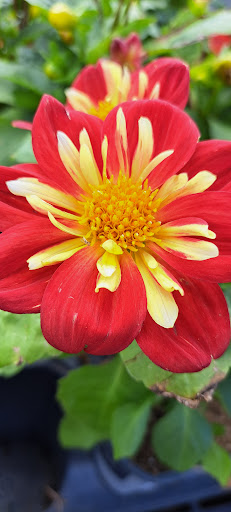 Discount Store «Walmart», reviews and photos, County Rd 513, Clinton, NJ 08809, USA