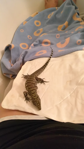 Pet Supply Store «Pet Bazaar», reviews and photos, 490 FL-436, Casselberry, FL 32707, USA