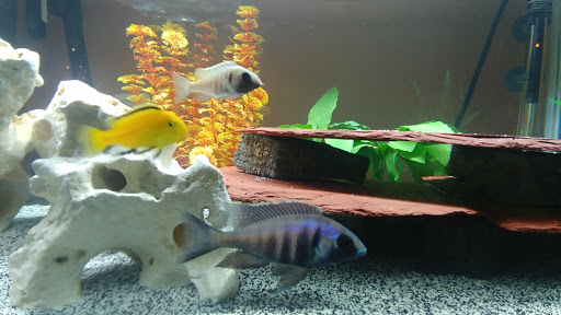 Tropical Fish Store «Beyond the Reef», reviews and photos, 205 W Golf Rd, Schaumburg, IL 60195, USA
