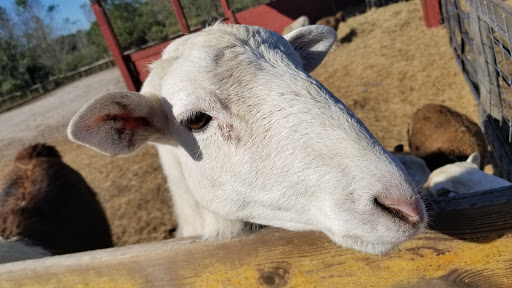 Zoo «Petting zoo Ocala», reviews and photos, 11150 FL-40, Ocala, FL 34482, USA