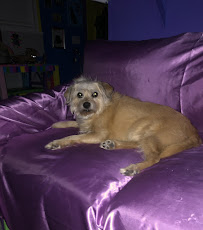 Claws2Paws PetSitting & Dog Boarding - Photo 6 - Car repair in , Chicago