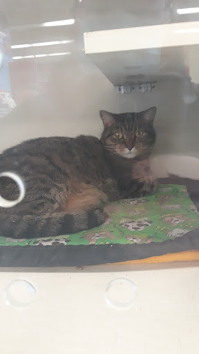 Pet Supply Store «Petco Animal Supplies», reviews and photos, 2140 E Blvd St, Kokomo, IN 46902, USA