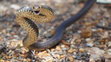 Maryborough Snake Catcher