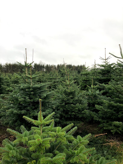 Borsholmgård fæld selv juletræer