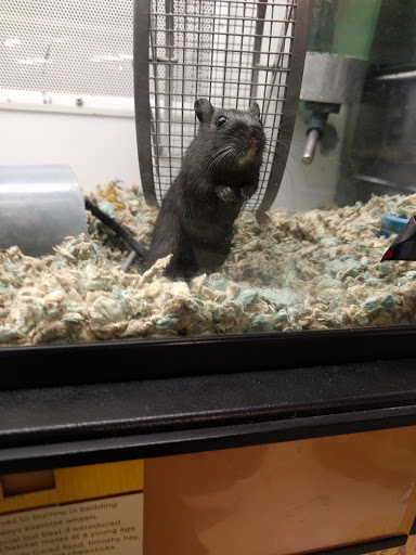 Pet Supply Store «Petco Animal Supplies», reviews and photos, 438 Southbridge St, Auburn, MA 01501, USA