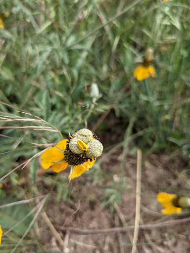 Nature Preserve «Rocky Flats National Wildlife Refuge», reviews and photos, 10808 Colorado 93, Golden, CO 80403, USA