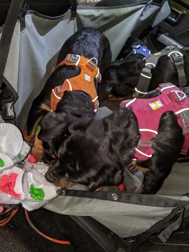 Pet Supply Store «PetSmart», reviews and photos, 3540 Youngfield St, Wheat Ridge, CO 80033, USA