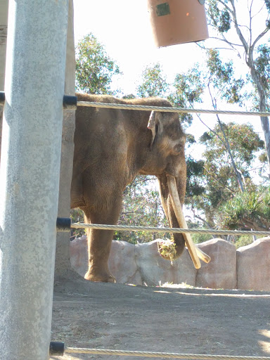 Zoo «Elephant Odyssey», reviews and photos, 2920 Zoo Dr, San Diego, CA 92101, USA
