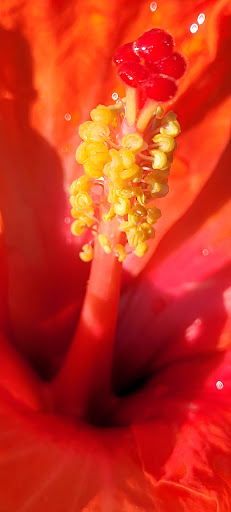 Home Improvement Store «The Home Depot», reviews and photos, 1510 Ring Rd, Elizabethtown, KY 42701, USA