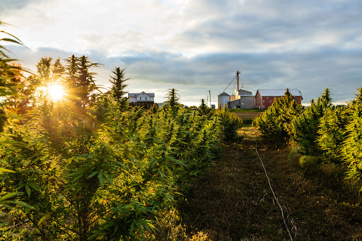 Innovative Extracts CBD