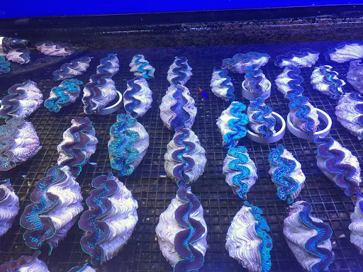 Pet Supply Store «Exotic Aquatic», reviews and photos, 275 E Oakland Park Blvd, Fort Lauderdale, FL 33334, USA