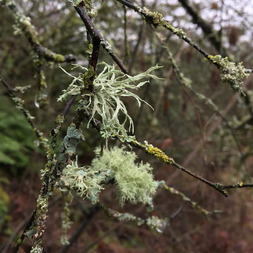 Park «Duwamish Hill Preserve», reviews and photos, 3800 S 115th St, Tukwila, WA 98168, USA