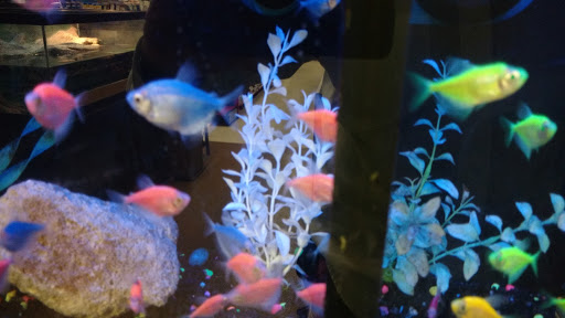 Pet Supply Store «Petco Animal Supplies», reviews and photos, 13127 N Dale Mabry Hwy, Tampa, FL 33618, USA