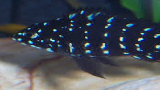 Pet Store «Alpha Pro Pets», reviews and photos, 2256 OH-59, Kent, OH 44240, USA