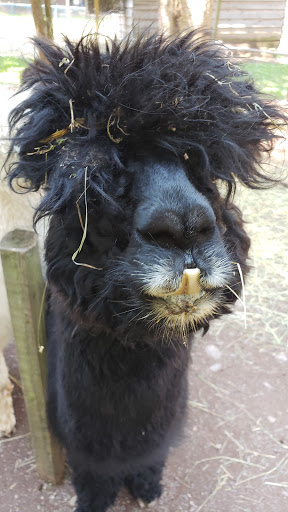 Zoo «Bailiwick Animal Park and Riding Stables», reviews and photos, 118 Castle Rd, Catskill, NY 12414, USA