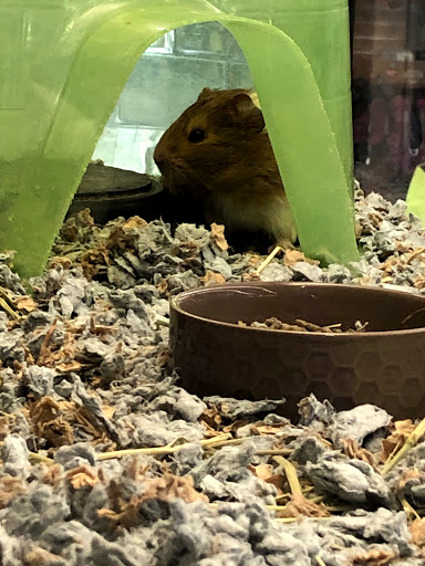 Pet Supply Store «PetSmart», reviews and photos, 156 Old Little Britain Rd, Newburgh, NY 12550, USA