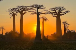 Avenue of the Baobabs image