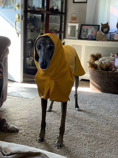 Pet Supply Store «PetSmart», reviews and photos, 220 Commerce Blvd, Fairless Hills, PA 19030, USA