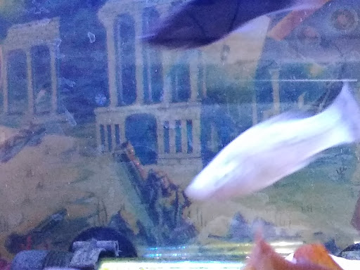 Pet Store «Aquatic Pets», reviews and photos, 414 Division St S, Northfield, MN 55057, USA