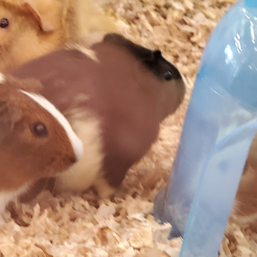 Pet Supply Store «Pet Supplies Plus», reviews and photos, 7315 Mentor Ave, Mentor, OH 44060, USA