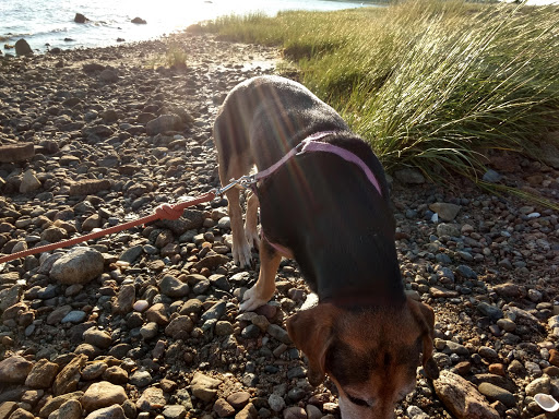 State Park «Nasketucket Bay State Reservation», reviews and photos, Brandt Island Rd,, Mattapoisett, MA 02739, USA